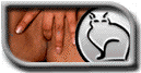 persiankitty_10